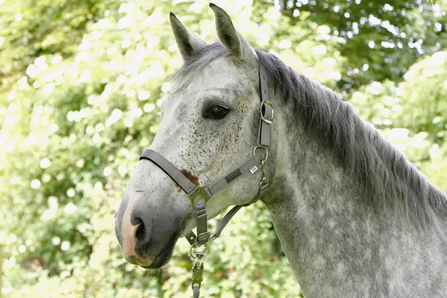 A gray horse wearing a gray woven horse halter