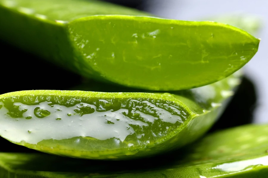 Gros plan sur l'aloe vera