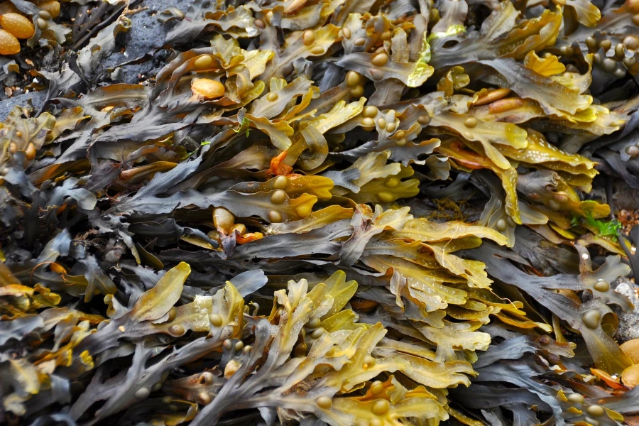 Detalhe de algas marinhas