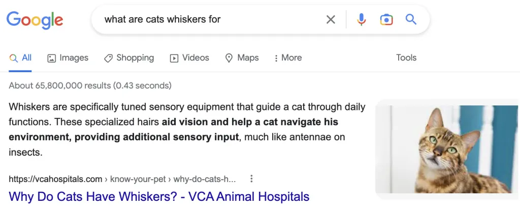 Featured snippet search result for what are cats whiskers for
