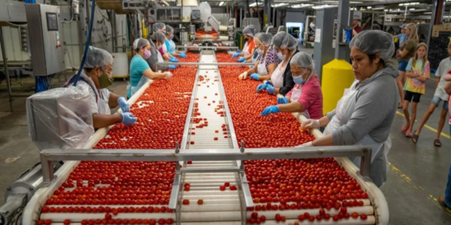 People sorting tomatoes on a conveyor belt