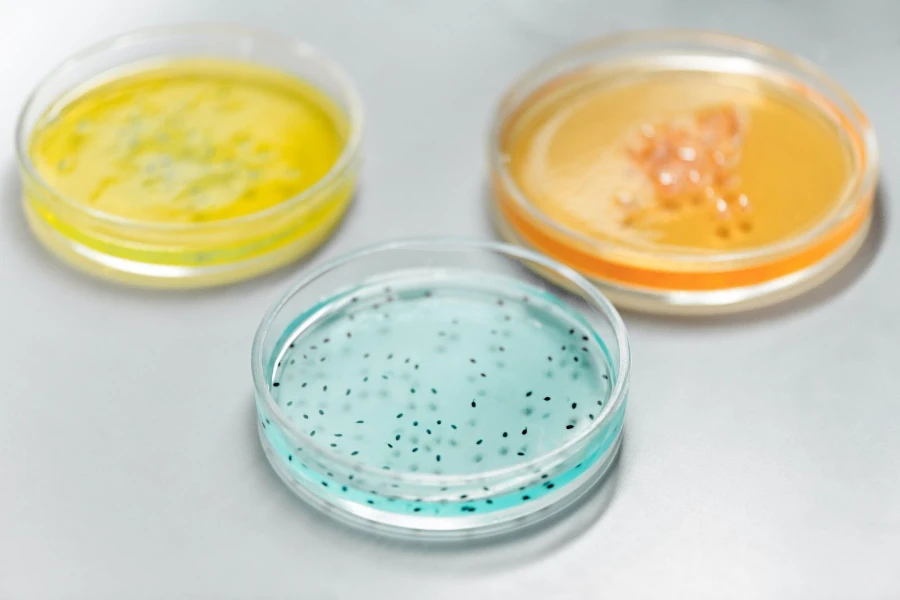Petri dishes full of bacteria