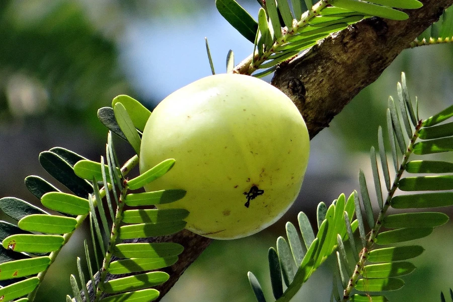 Fruta de baya amla en un árbol