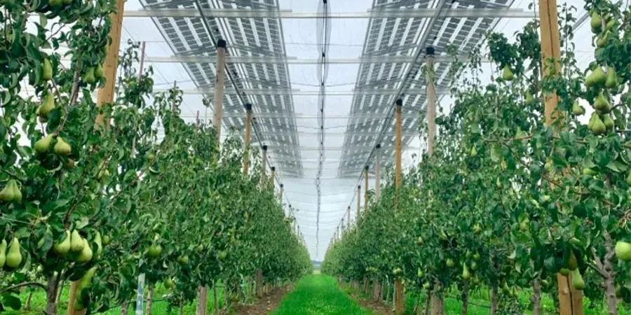 farming combined with solar energy