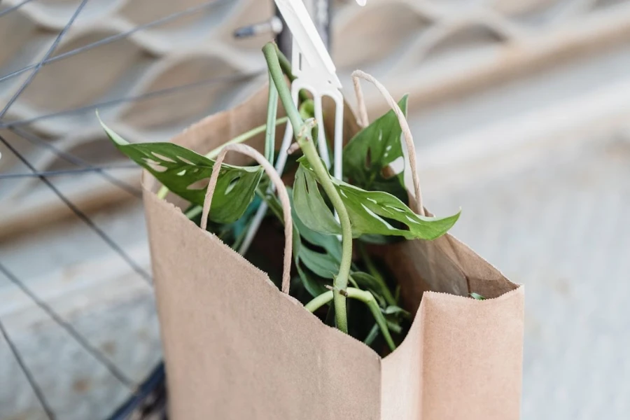 Plant in a paper bag