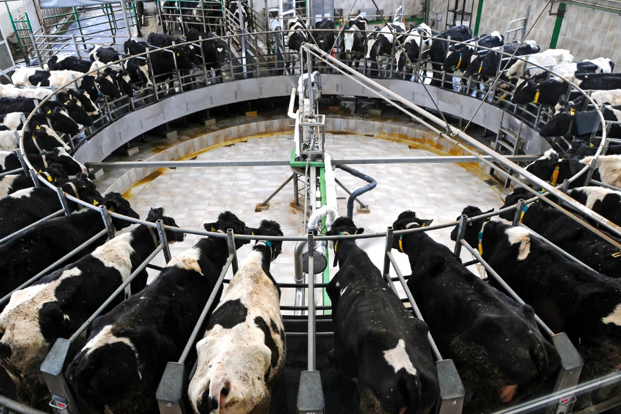 cows at a milking parlor