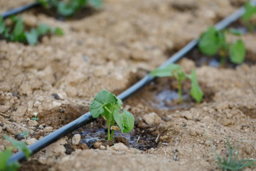 Drip irrigation system in a beans farm