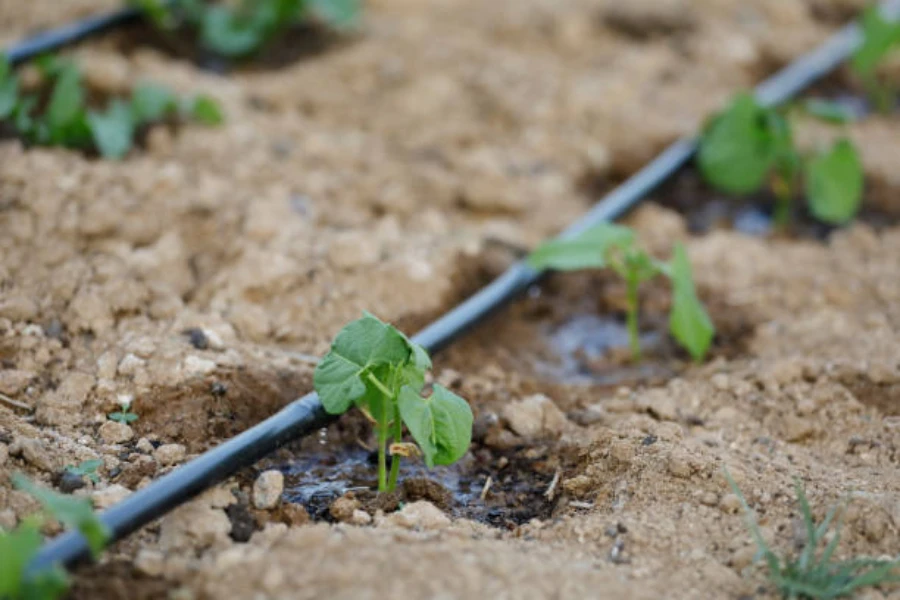 Sistema di irrigazione a goccia in una fattoria di fagioli