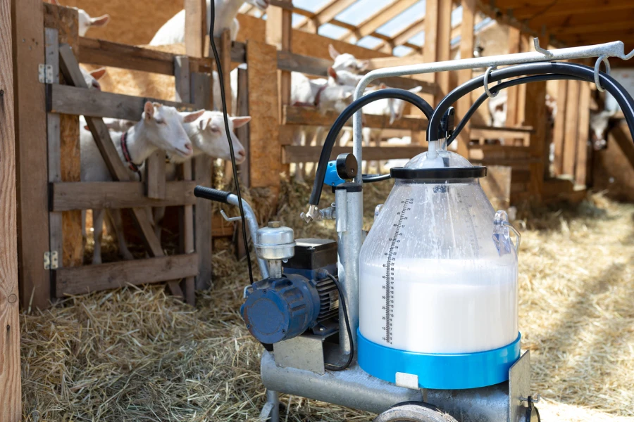 goats and a portable milking machine