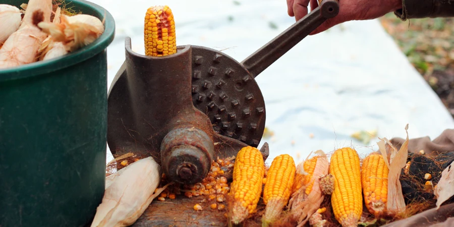 Old manual corn shucker, stripping and shelling of corn cobs