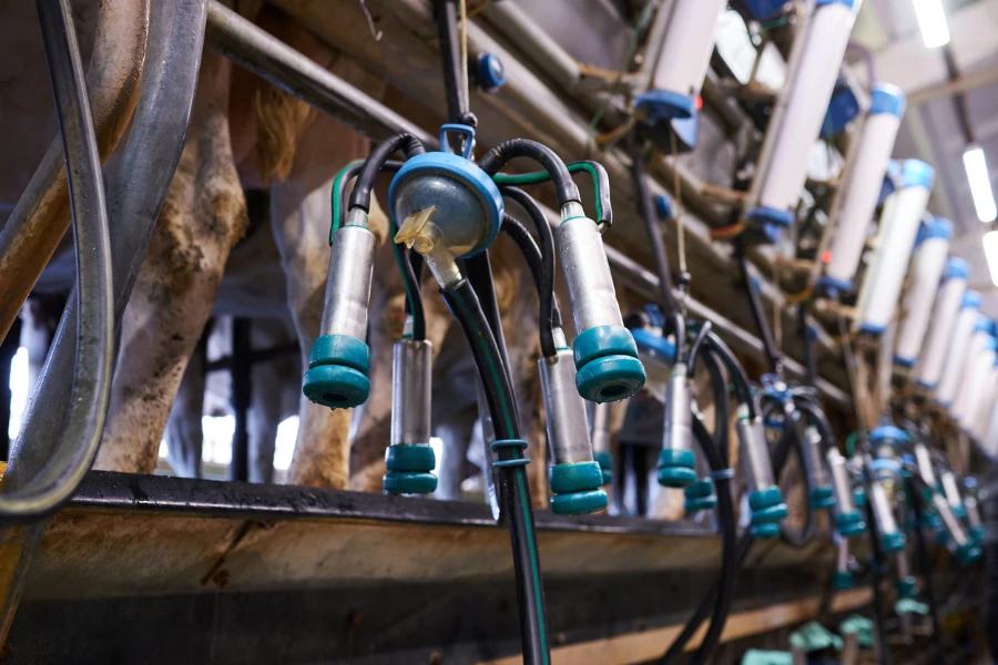 machines à traire pipeline dans une ferme laitière