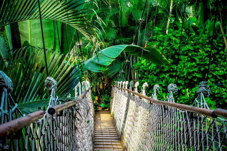 Suspension bridge in the Amazon Rainforest