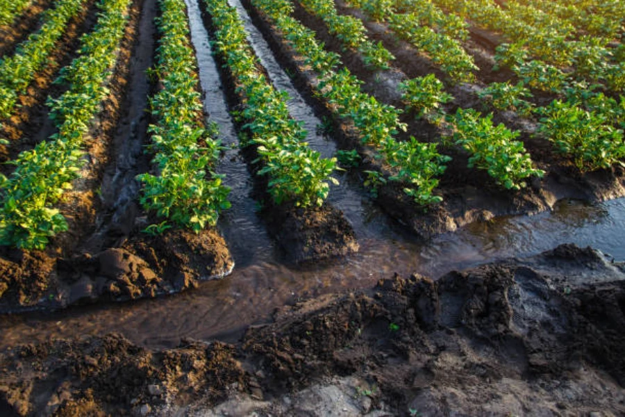 A água flui através de canais em uma plantação