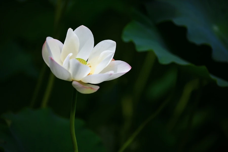 Fleur de lotus blanc