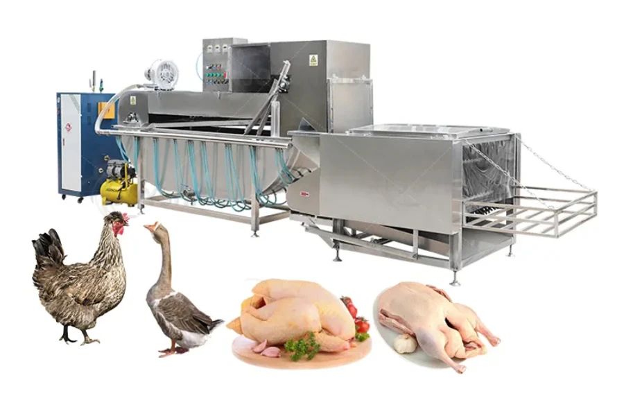 Automatic chicken scalding and plucking machine
