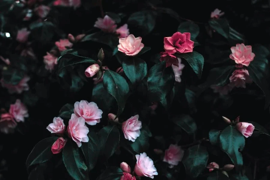 Bright pink flowers with a dark green background