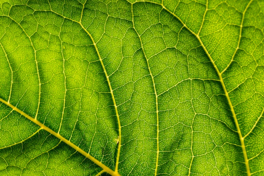 Close-up of a vibrant green leaf