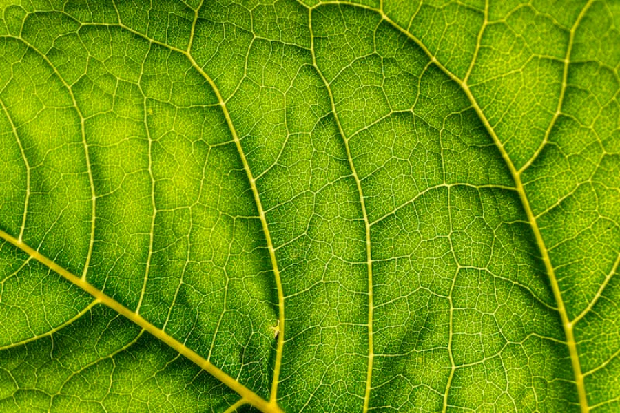 Close-up de uma folha verde vibrante